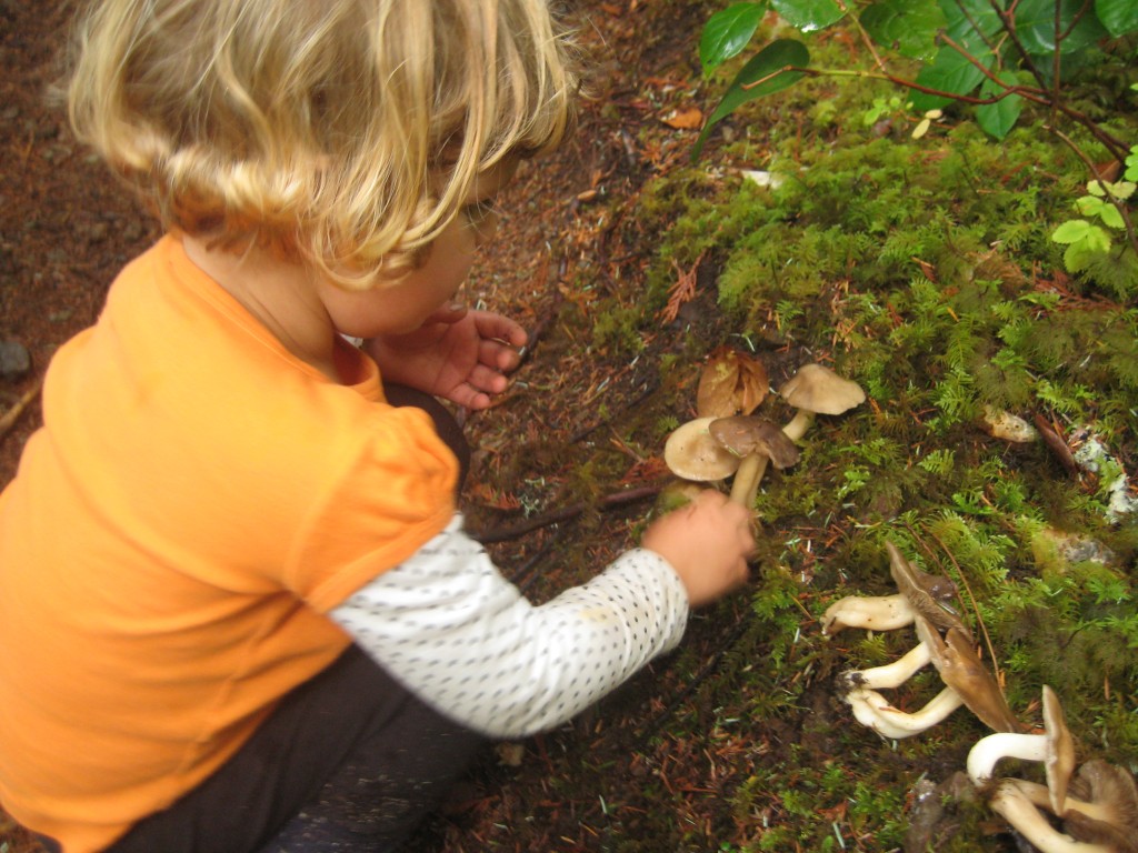 And the mushrooms! So many shapes, sizes, colors!