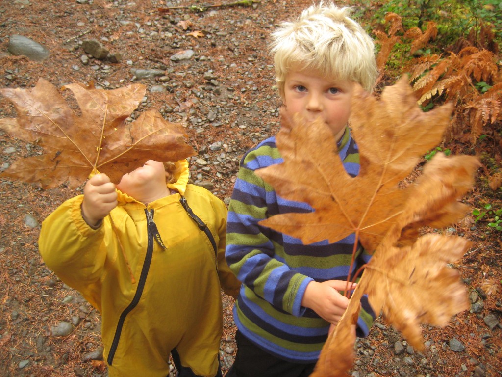 There were also lots of fallen leaves to pick up! There's a reason they call this tree a "Big Leaf" maple!