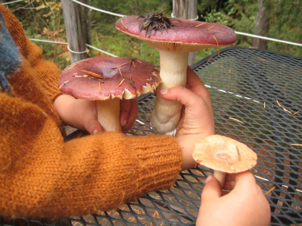 The kids were especially proud of these finds, which were right outside our cabin.