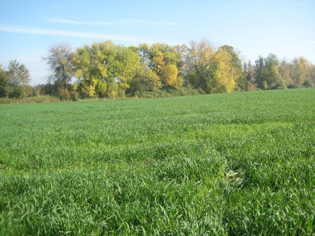 I love how fall brings green back to our fields in a major way (via cover crops) and also orange to the trees. Such a beautiful contrast is formed between the two.