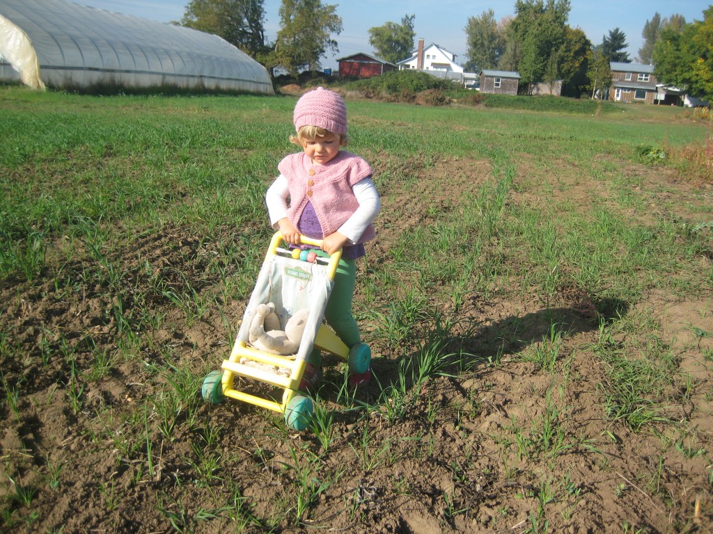 Dottie pushes Rosie through a cover cropped field.