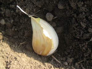 I'm not sure if this photo can do justice to the massive size of this garlic clove I planted.