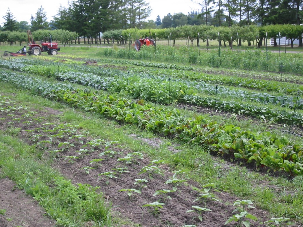 2006 - We farmed our little one acre of rented ground and kept it like a garden.