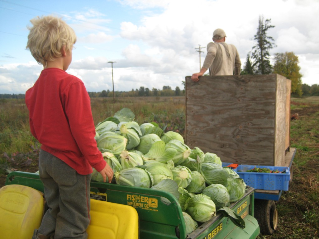 The kids and I helped bring in the first of the storage cabbage harvest last week. So much sweetness for coming cold months! (After taking this picture, we transferred the cabbages from the Gator bed to the pallet bin where Casey is standing ... and then we loaded a bunch more too!)
