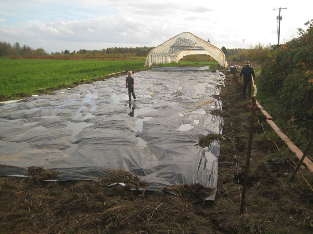 Preparing for the next one -- our new greenhouse will go up here soon. The plastic on the ground is preparing the ground, smothering any weeds that come up during this time. The puddles on top of the plastic are for jumping and running and splashing and dashing and being a kid.