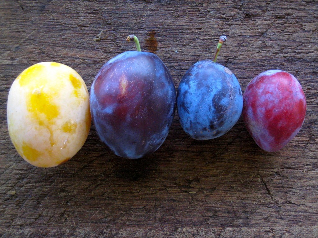 2013 - What a joy it has been to plant fruit trees, tend them, watch them grow, and then harvest. The fruit trees are the visible sign of our many years in this place — there are no shortcuts here. We love the shapes, colors and flavors of fruit as much as annual vegetables. These are four plum varieties.