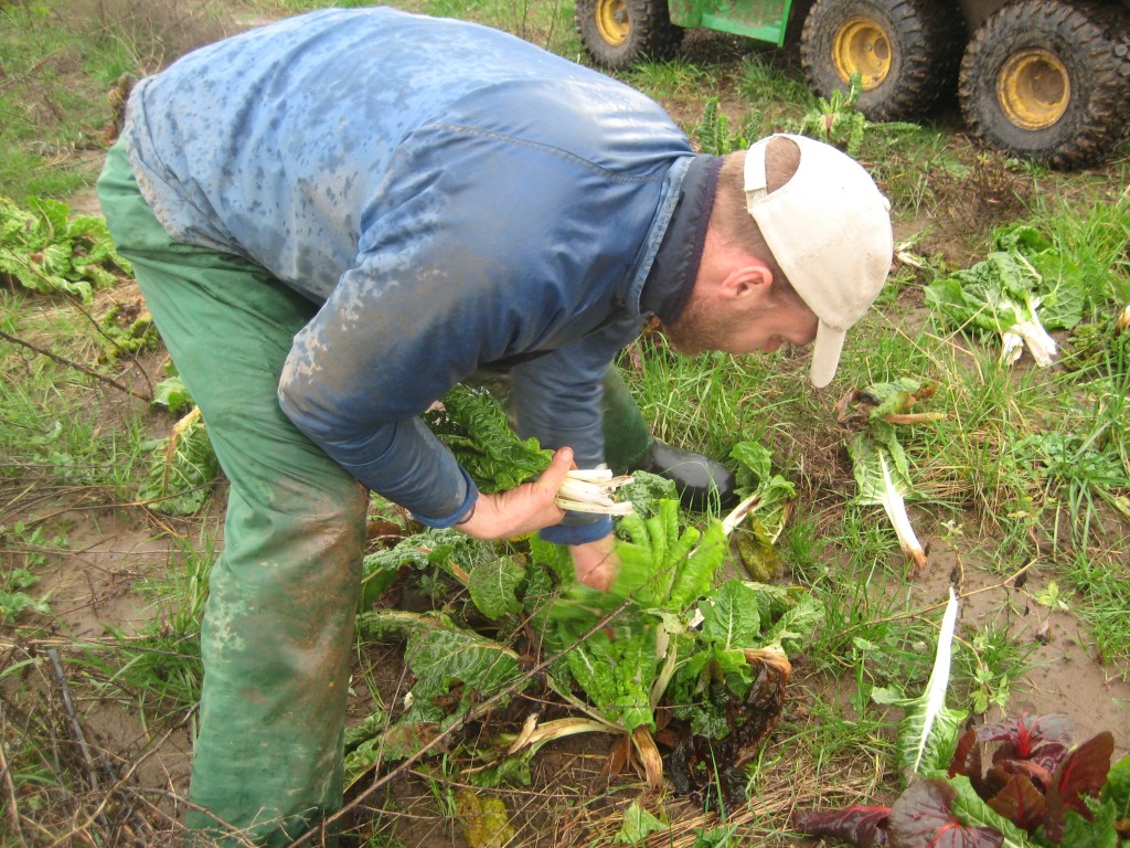 Quickly seeing and picking the beautiful full-grown chard leaves within a plant of winter-beaten and too-small leaves is an art. Winter harvests can be very fun and satisfying -- especially if wearing the appropriate clothing.