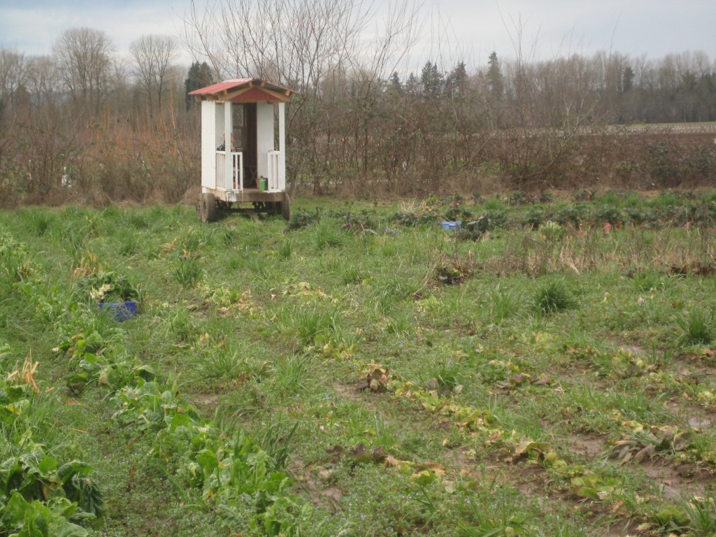 The play house's temporary home amongst winter greens. Where will it go next?