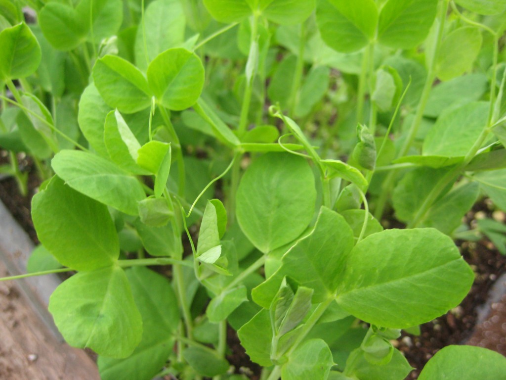 Time for the requisite winter photo of bright fresh starts in our hot house. Oh, how these tender green pea tendrils stir our hearts with dreams of spring! It is coming!