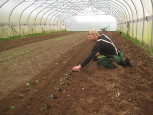 Broccoli planting almost complete!