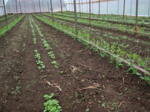 In another greenhouse, peas grow on either side of shorter season crops like radishes.