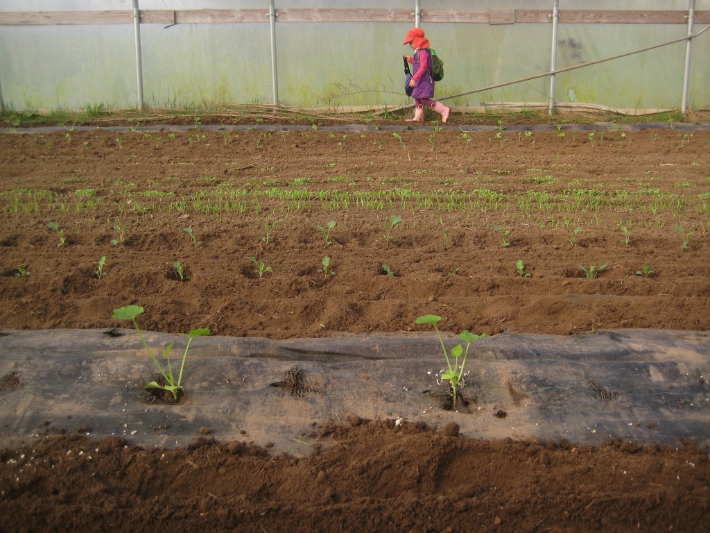 So many rows of growing plants!