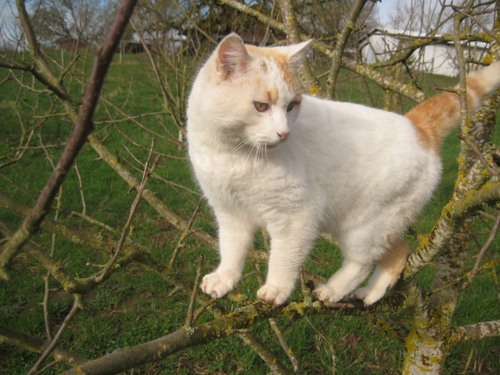 Mokum wanted a better view. After saying hello to all of us, he joined us for the rest of our very long walk.