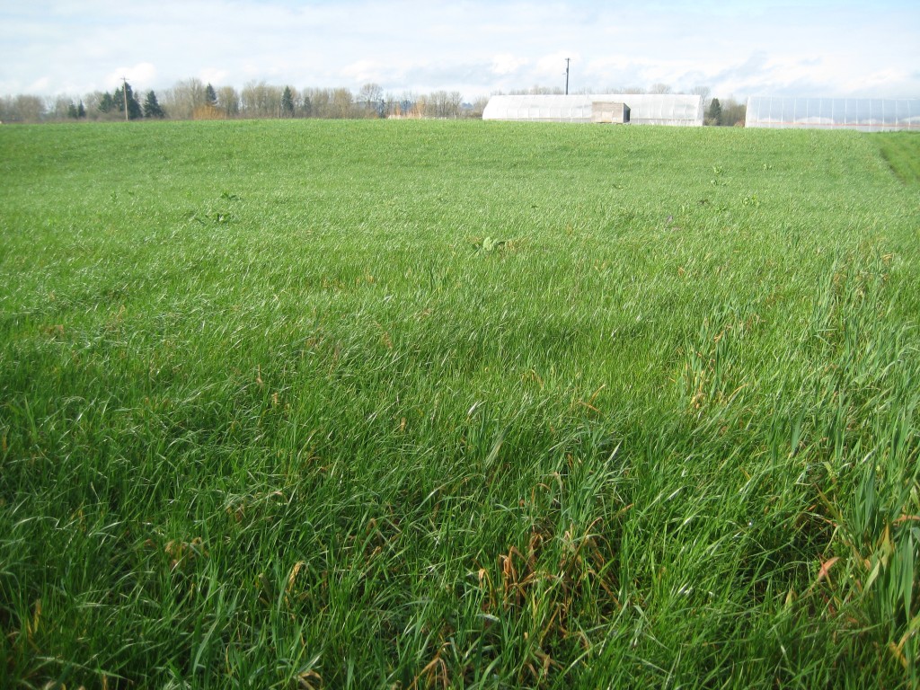 We also appreciated the green of our over-wintered cover crop. This field is where we plant the majority of this year's vegetables crops.