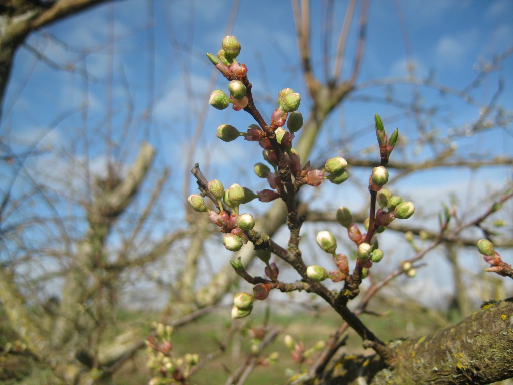 Just a day or two away from blooming!