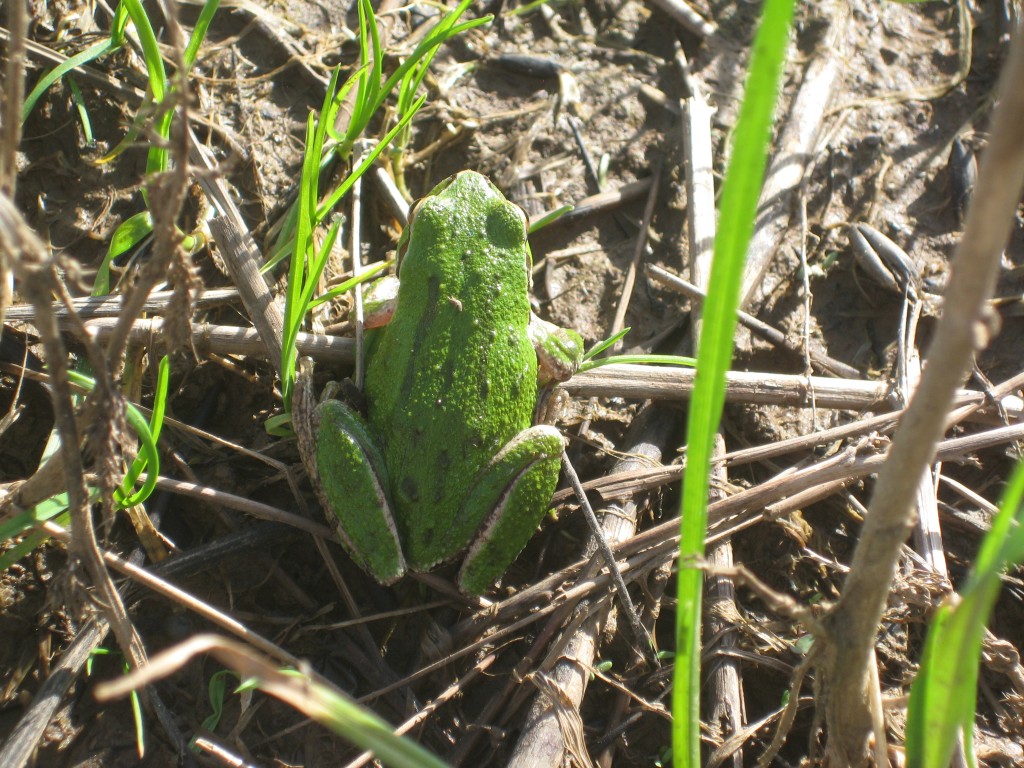 ... but we did find a frog. Frog eggs to be coming soon, I'm sure.