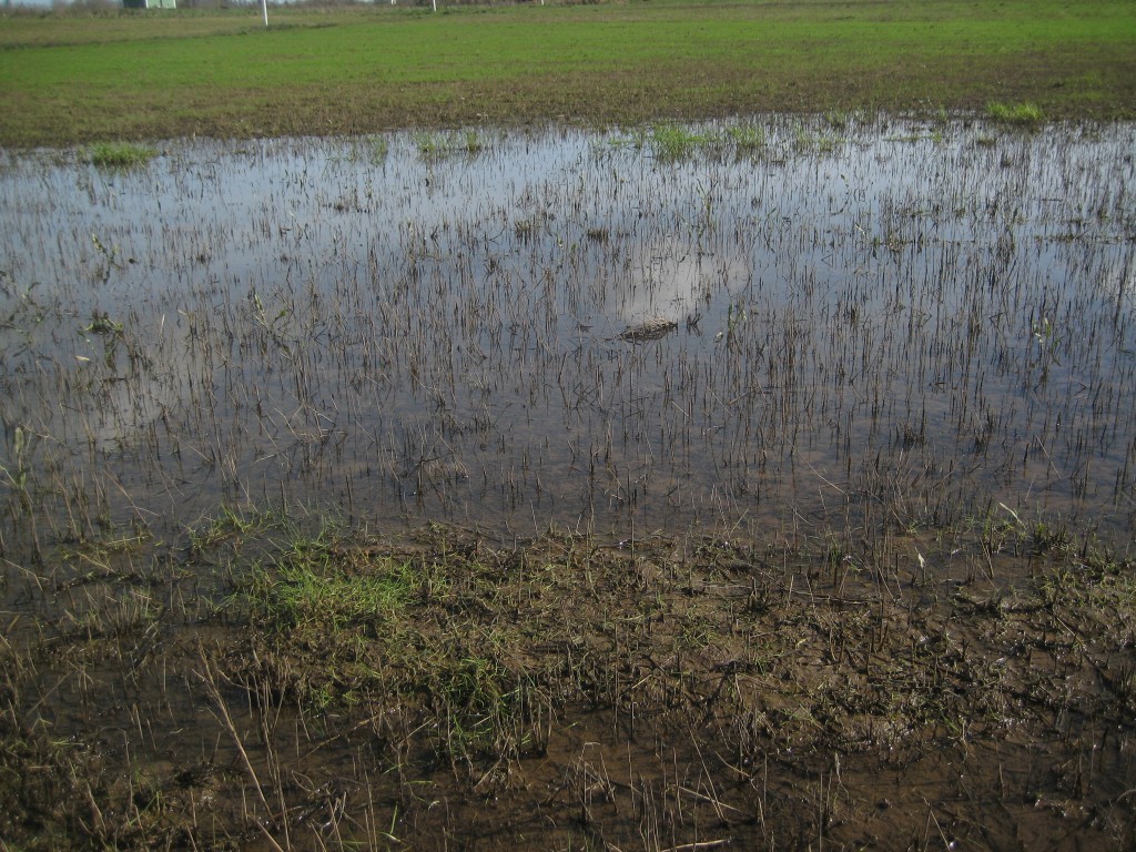 We have often found frog eggs in these large puddles left by receding flood waters in the middle of our field. We didn't find any eggs here on this trip ...