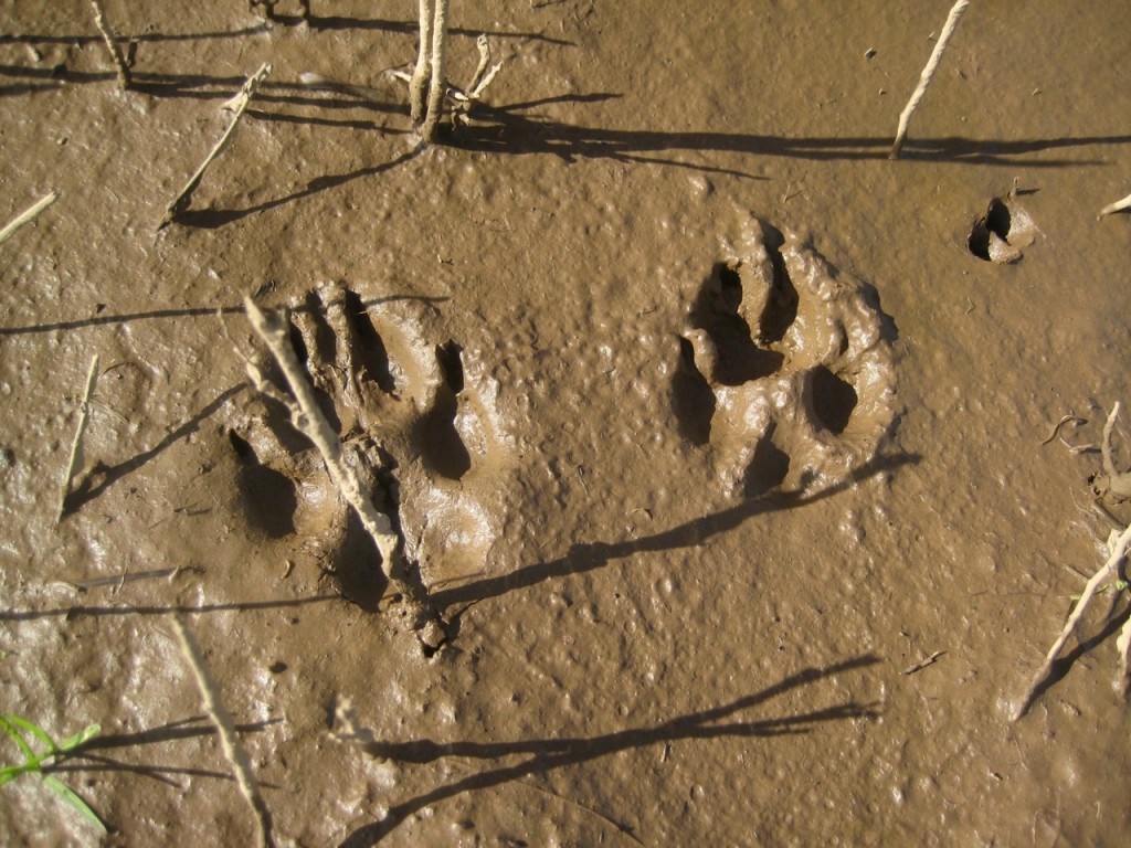 Coyote tracks! Or so we assume, since we don't have a dog and we regularly hear coyote calling at night.