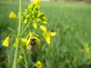 Honey bee joy!