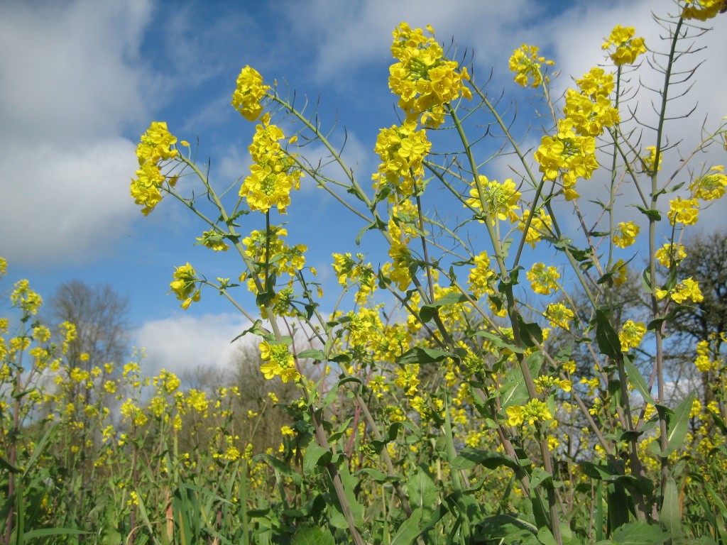 The sun finally came back out this afternoon as we finished up the CSA harvest. Even the bolting mustard blossoms glowed with the glory of it all!