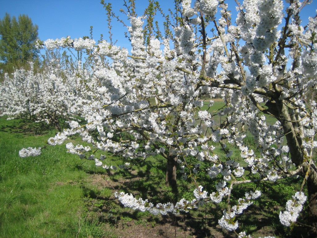 The view from here — so many cherries (and other trees) are in bloom all around our farm right now.