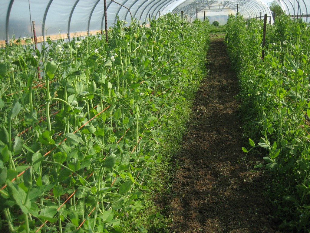 Aye! Thar be SNAP PEAS in that thar greenhouse!