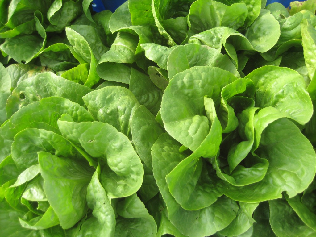 Winter Density lettuce — a favorite of ours!