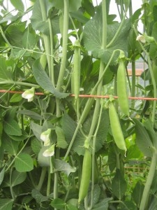 Sugar snap peas!