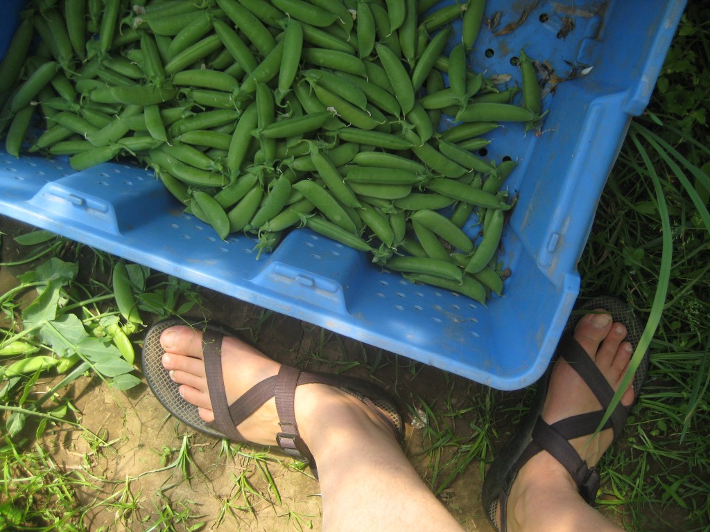 Picking peas this afternoon.