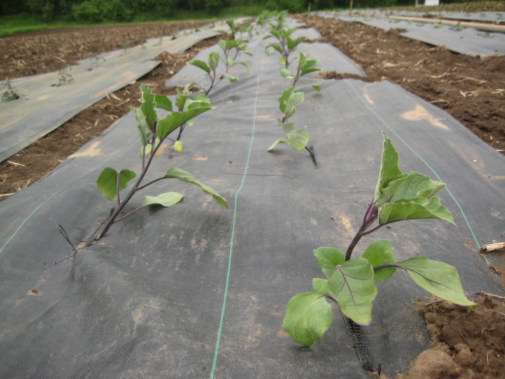 Eggplants growing in the field, just a few days after planting.