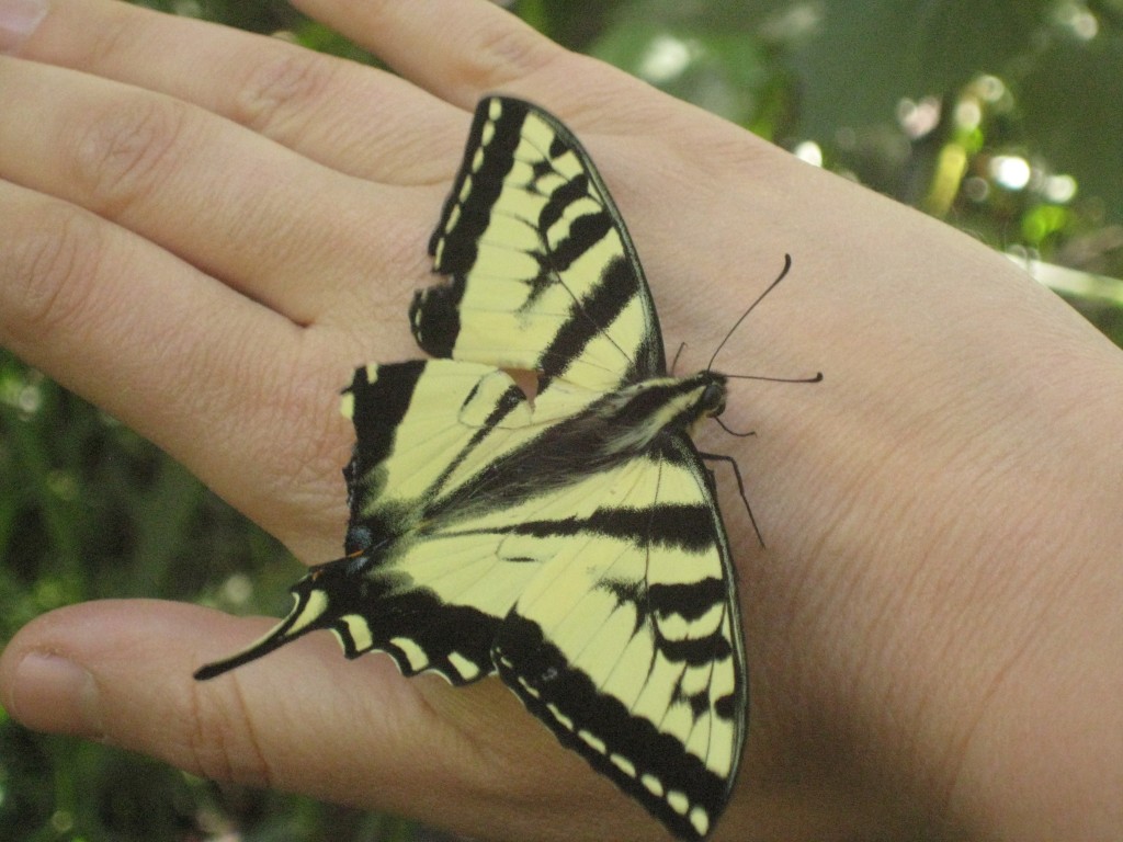 I found a swallowtail butterfly on our hike this Monday. I thought it was injured, but after me holding it for a few minutes, it flew away into the trees.