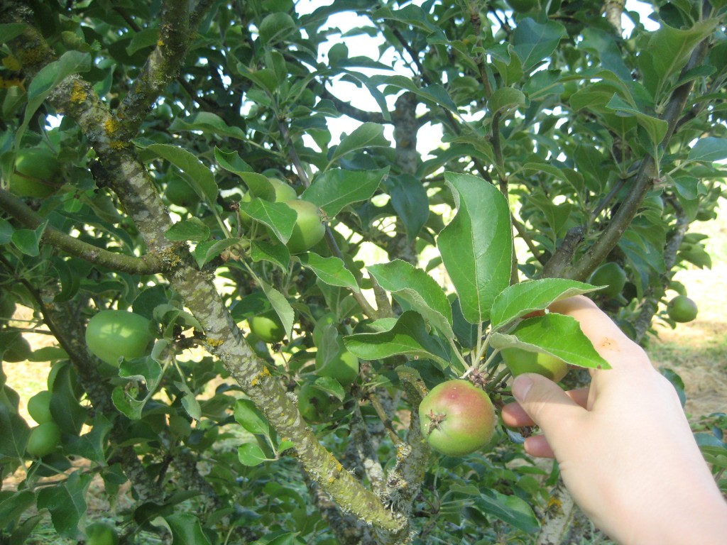 My hands again this week ... this time reaching for another little apple to tug down.