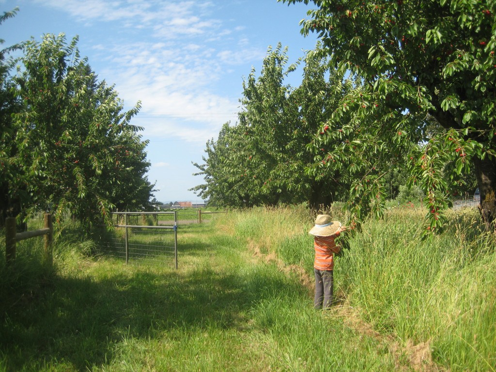 Obviously taken on a NOT "gloomy" June day -- Rusty picking and eating the low hanging fruit from our cherry trees.