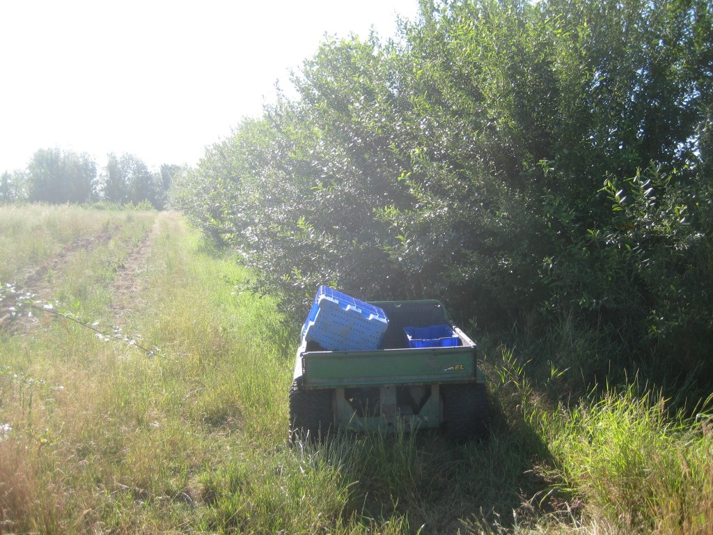 I love this photo that Casey took of the southern entrance to our field from the road. To the right of our trusty field gator is our now six year-old willow hedge. It has certainly thrived and provides a useful buffer between our fields and the farm to the south.