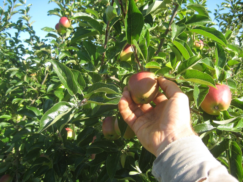 Look at how big our apples are getting already! (This is thanks to our diligent thinning but also just the passage of time and some lovely summer-y weather.) Our earliest apples -- the Chehalis -- look like they're just a few weeks out from being ready. Hard to believe but true. Also, check out that farmer hand!