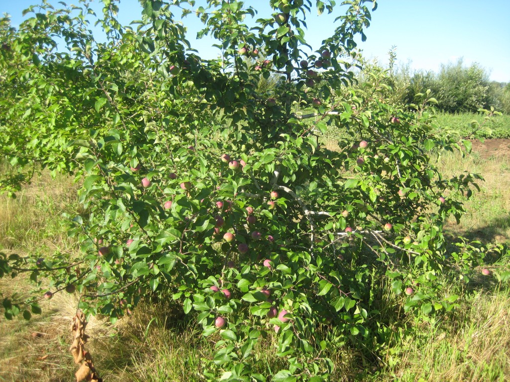 Some of our apple trees are so loaded with fruit that we are planning to prop the branches this summer (because we fear they may break under the load of their fruit otherwise). In other exciting orchard news, some hornets have build a big round paper nest in one of our Methley trees -- the ones that will ripen first (and soon!). Hornets are aggressive against people who come too near to their nests. We've had other nests on the farm before, but never in places where we got in each other's way. But we need to pick those plums! Casey's already been stung twice just for being in the area, so he's been trying to figure out how to remove the nest safely. He knocked part of it down with a 30' long irrigation pipe yesterday, but it didn't fully remove it. More careful work to come on this matter so that we can pick plums for you soon!