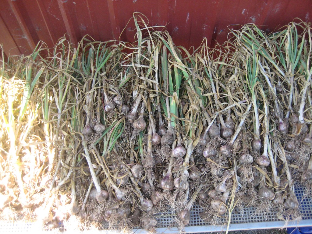 Casey harvested the first of the garlic today! In our ongoing "dribs and drabs" model of getting farmwork done without extra help, he decided to just harvest twice as much as we need for this week's share -- half will go to the CSA and half will be hung to cure for use later. He'll keep doing that until most of the garlic is out!