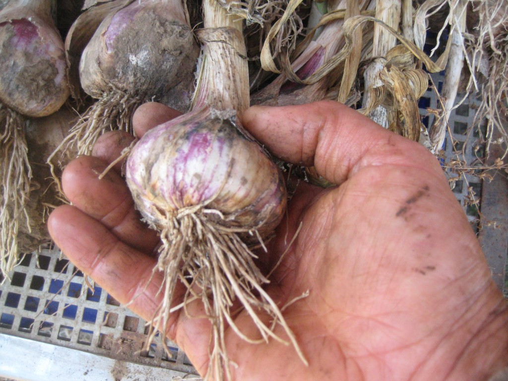 Close up shot of garlic and the farmer's hand again!