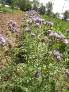 Blooming phacelia in rows with our vegetables — one of our favorite flowers to plant just for the purpose of attracting beneficial insects into our fields.