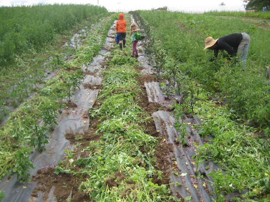 The mounded green in the middle are the WEEDS that we pulled. It was a DEEP mound.