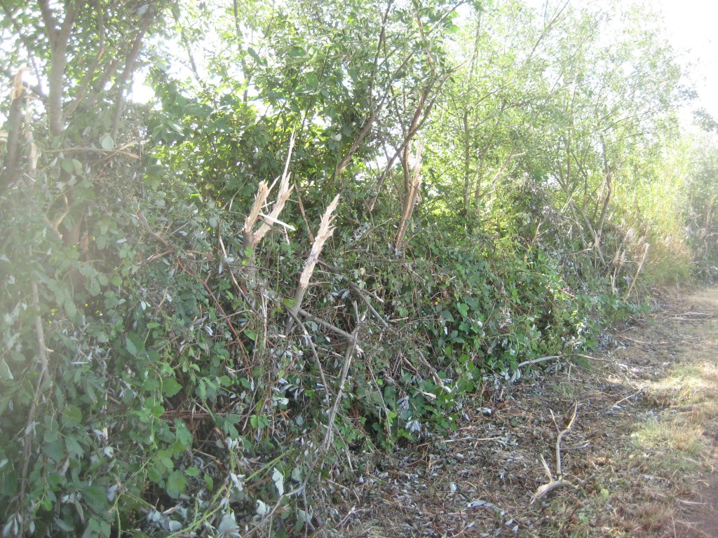 This is one of the less dramatic sections of our hedge. In some places, the trees are completely gone.