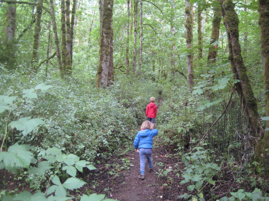 Walk in the woods on a cool July morning!