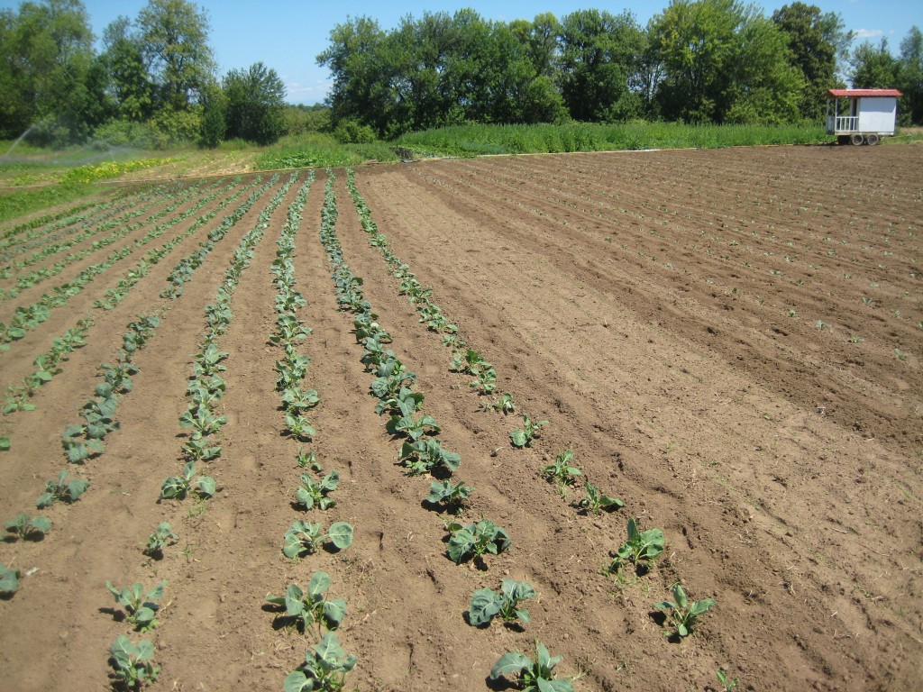 The farm in summer!