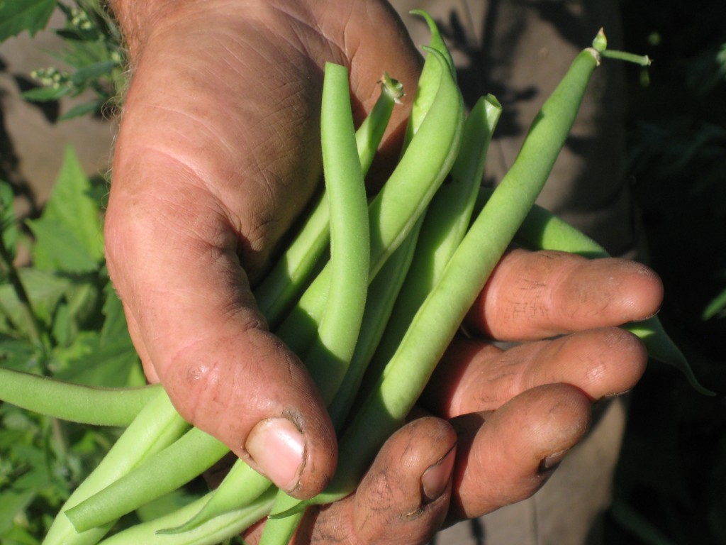 I'm sure I take a photo of Casey's hands + some vegetables at least once per year. I just love the image of the fresh food and the hard-workin' hand. So I'll keep taking them!