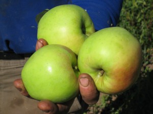 Another "fruit-in-hand" photo ... of the first apples of the year! Hoorah!