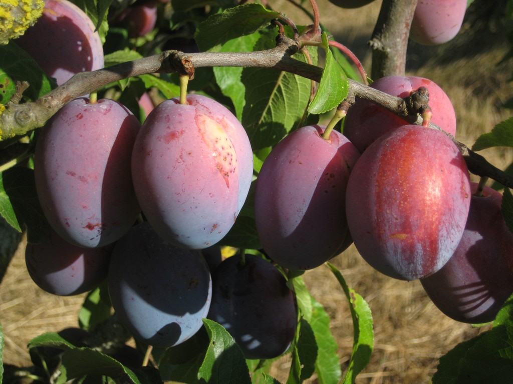 The first of the "prune" type plums will be ready to pick for next week's CSA!