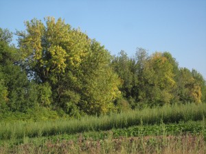 Late summer's golden hue has taken hold in the ashes.