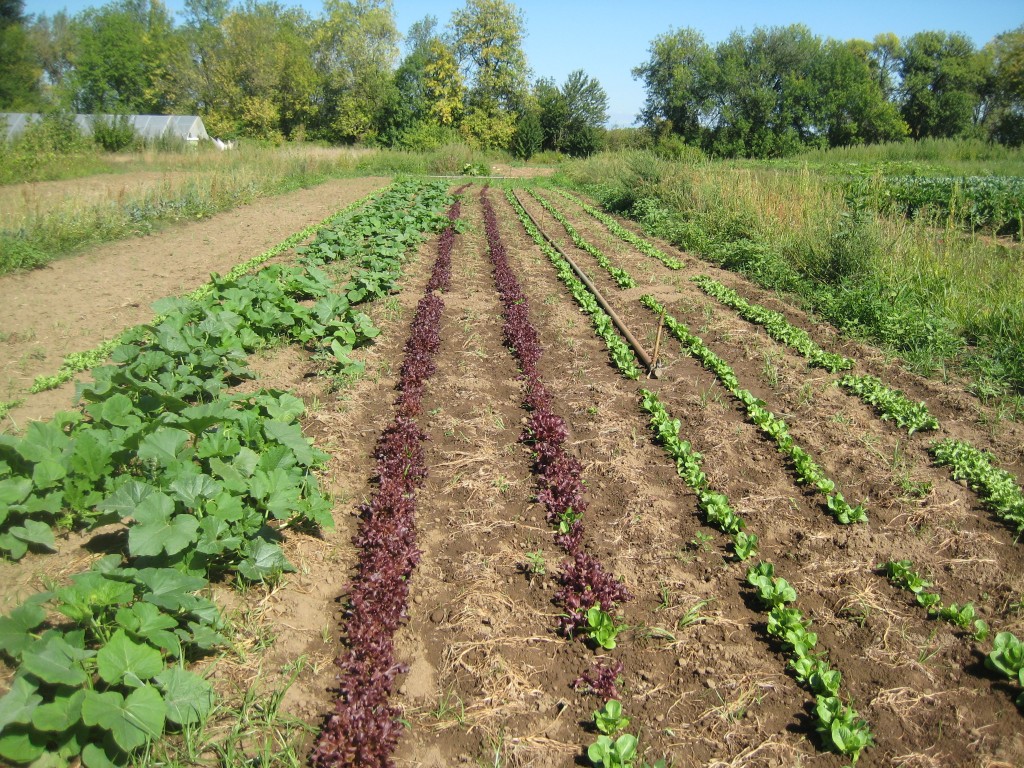 Just another beautiful August farm scene -- late summer summer squash and lettuce.
