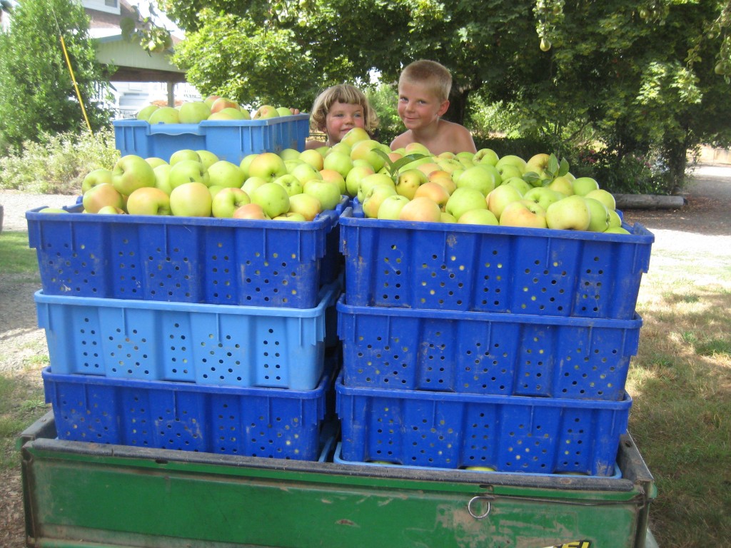 The kids celebrating the beginning of the apple harvest!