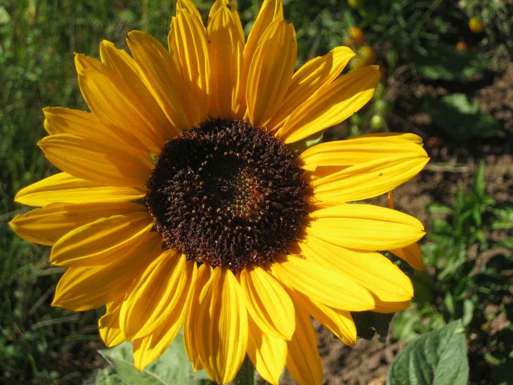 Sunflower = the symbol of late summer!